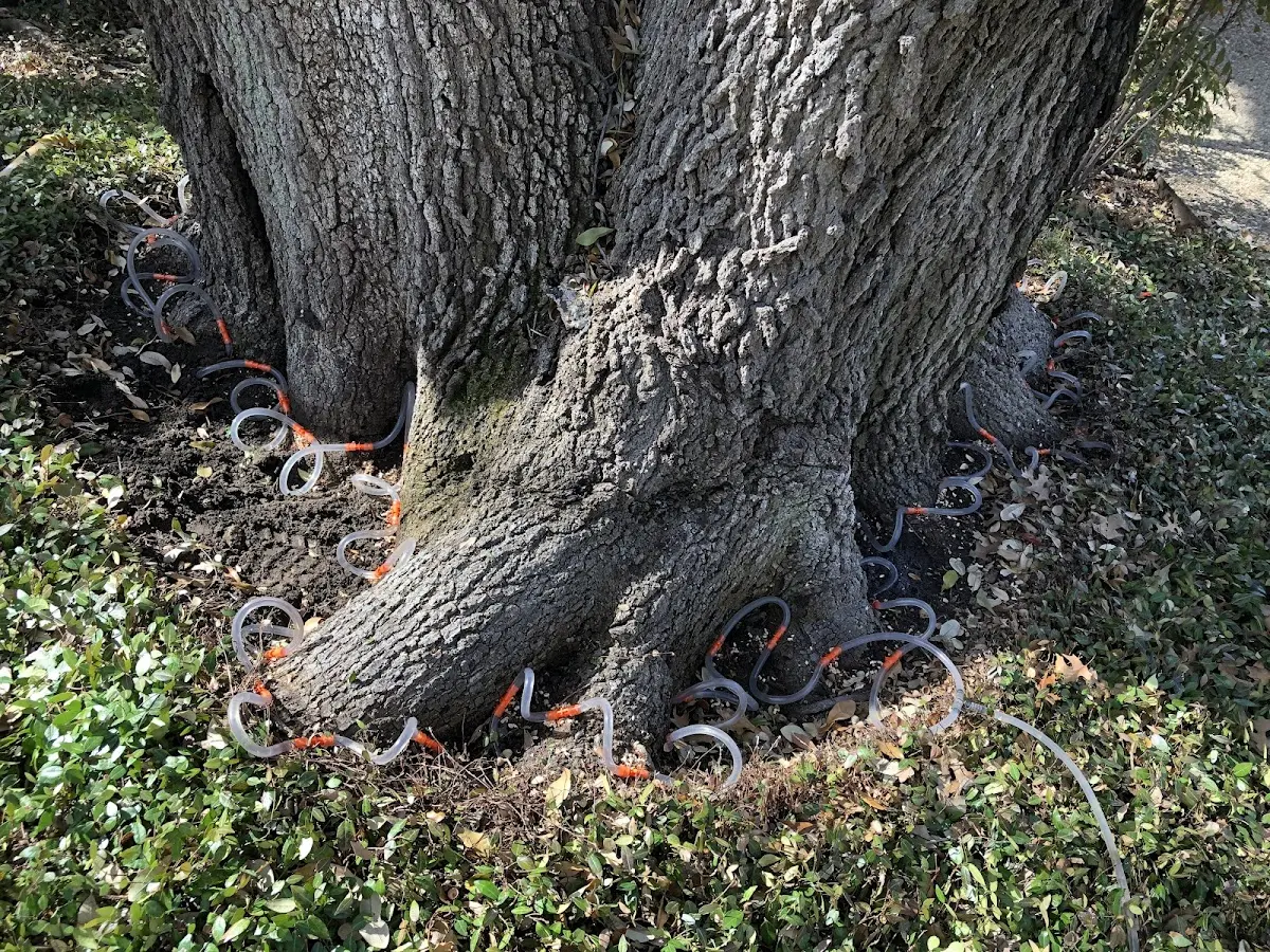 Detailed Tree Cabling and Bracing job site in Tahoma
